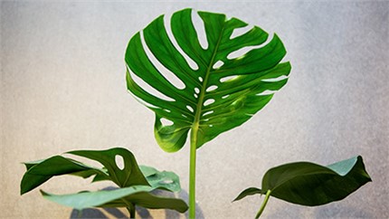 為什么在店里長得好好的植物，買回家就命都沒了？